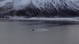 Reign of Silence von Lukas Marxt © Lukas Marxt/sixpackfilm 