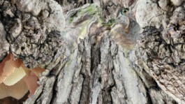 Das große Baumstück