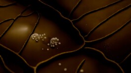 Das große Baumstück