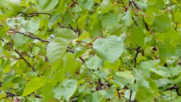 Das große Baumstück 