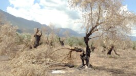 The Second Life Burnt Trees 