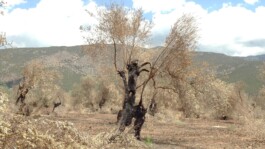 The Second Life Burnt Trees