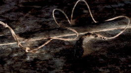 Sprachspiel. Biennale West.